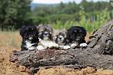 LHASSA APSO 097